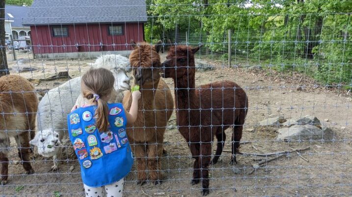 This Massachusetts Sanctuary Is Home To Hundreds Of Rescued Farm Animals You Can Feed By Hand