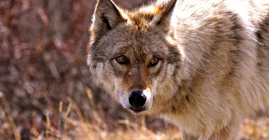 14 Regions Where Wolf Packs Still Rule the Landscape
