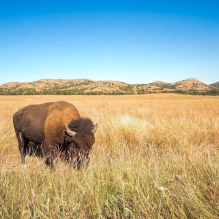 This Vast Oklahoma Wildlife Refuge Hides Free-Roaming Bison, Ancient Granite Mountains, and Jaw-Dropping Views