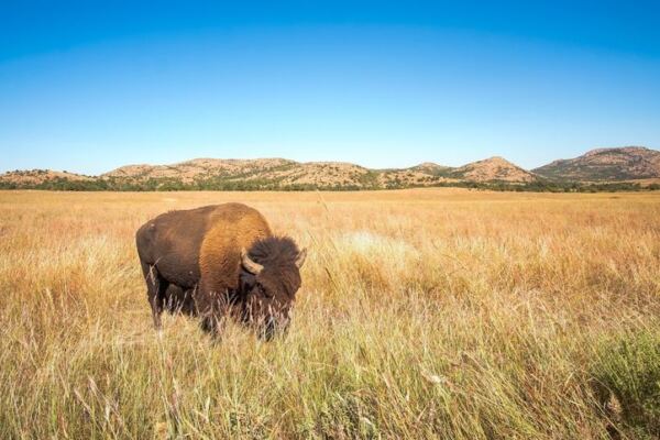 This Vast Oklahoma Wildlife Refuge Hides Free-Roaming Bison, Ancient Granite Mountains, and Jaw-Dropping Views