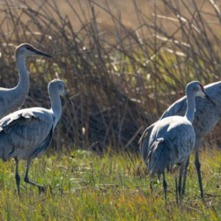 Forget The Everglades, These 13 American Wetlands Are Worth Exploring