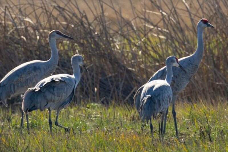 Forget The Everglades, These 13 American Wetlands Are Worth Exploring