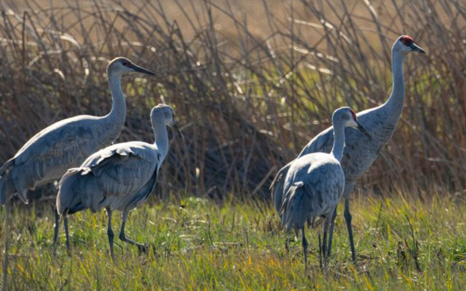 Forget The Everglades, These 13 American Wetlands Are Worth Exploring