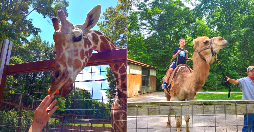 This Pennsylvania Wildlife Park Lets You Feed Kangaroos, Walk Among Birds, and Hold a Baby Wallaby
