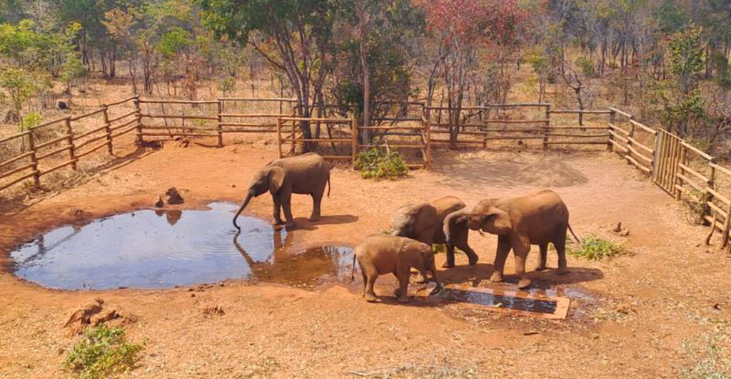 14 Wildlife Sanctuaries Saving Orphaned Elephants
