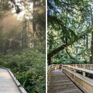 This Oregon Boardwalk Winds Through a Cathedral of Towering Trees