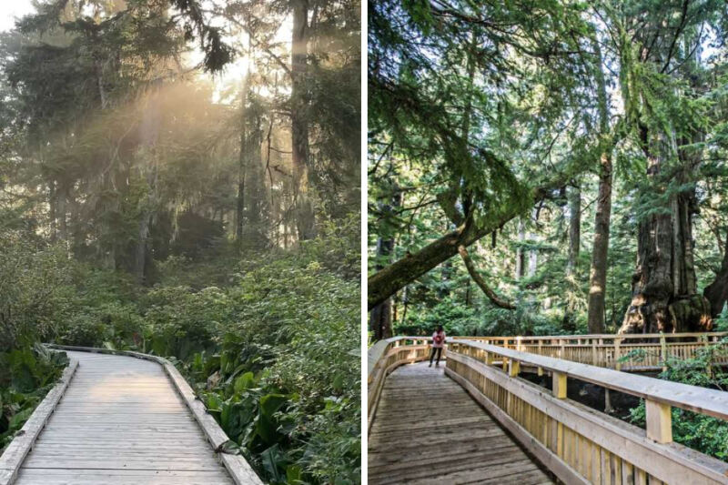 This Oregon Boardwalk Winds Through a Cathedral of Towering Trees