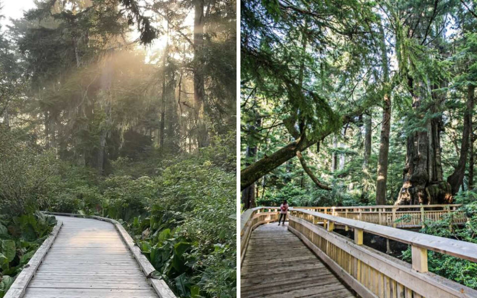This Oregon Boardwalk Winds Through a Cathedral of Towering Trees