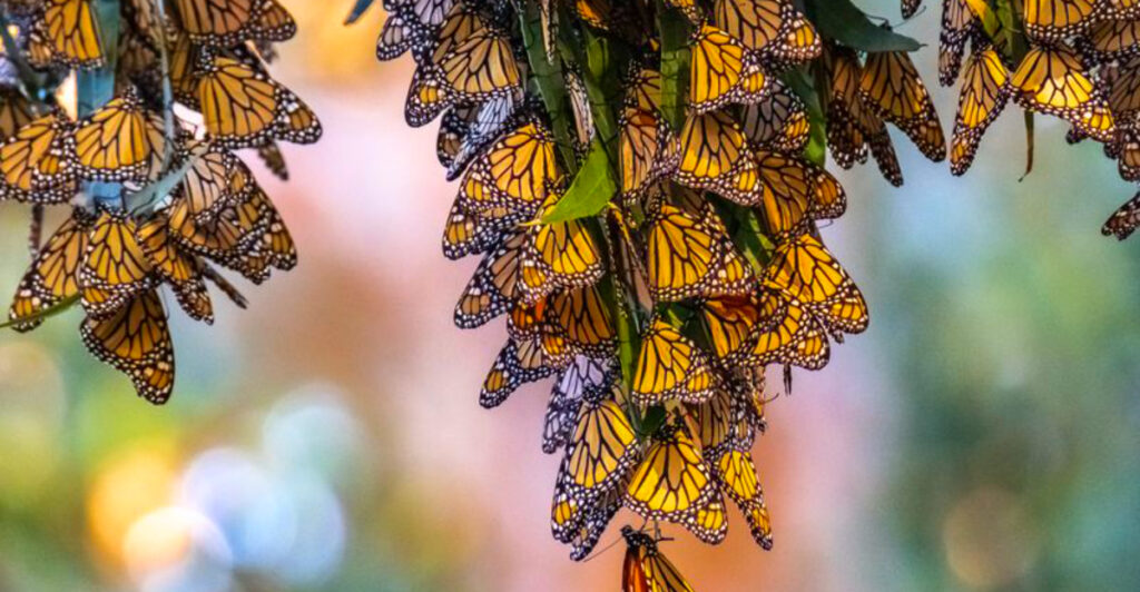 15 Places Where Millions of Monarch Butterflies Gather