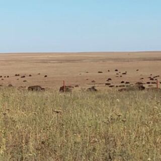 A Herd of Bison Roams Free Across This Sprawling Oklahoma Prairie Preserve