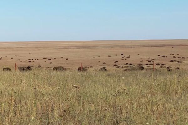 A Herd of Bison Roams Free Across This Sprawling Oklahoma Prairie Preserve