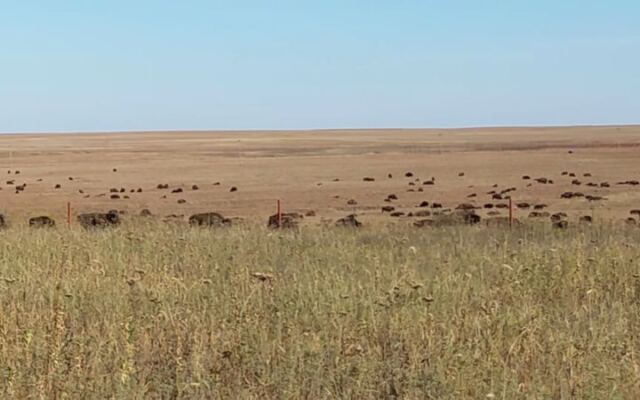 A Herd of Bison Roams Free Across This Sprawling Oklahoma Prairie Preserve