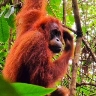 12 Forests Where Orangutans Still Live Wild
