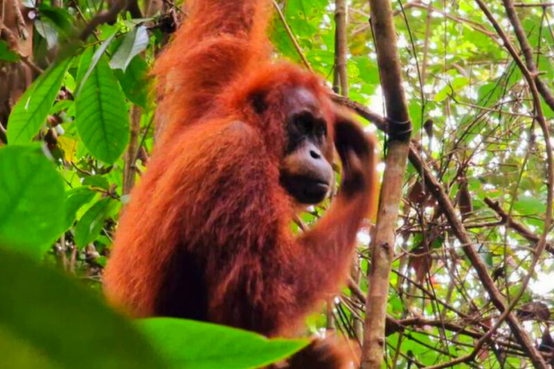 12 Forests Where Orangutans Still Live Wild