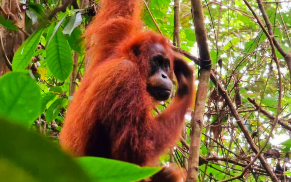 12 Forests Where Orangutans Still Live Wild