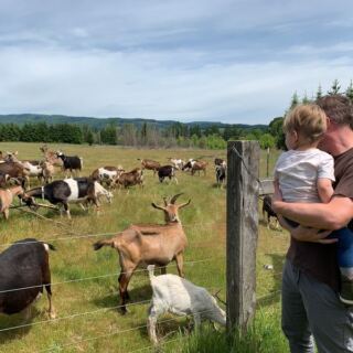 This Oregon Goat Farm Lets You Bottle-Feed Baby Goats And Taste Homemade Goat Milk Ice Cream