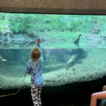 This Oregon Forest Park Lets You Watch Wild Fish From an Underwater Chamber