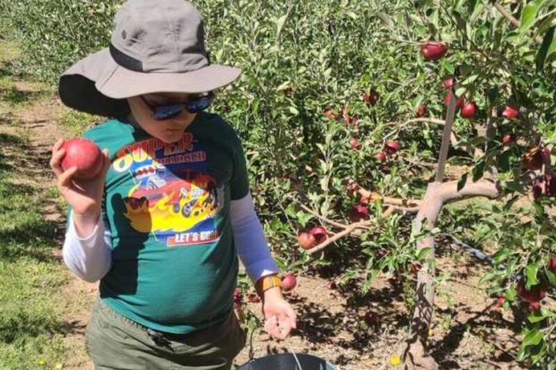 This Family-Run New Mexico Fruit Stand Draws Food Lovers For Pick-Your-Own Apples, Sweet Cherries, And Local Honey