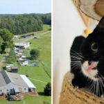 This 157-Acre Virginia Sanctuary Gives Unwanted Pets A Home For Life