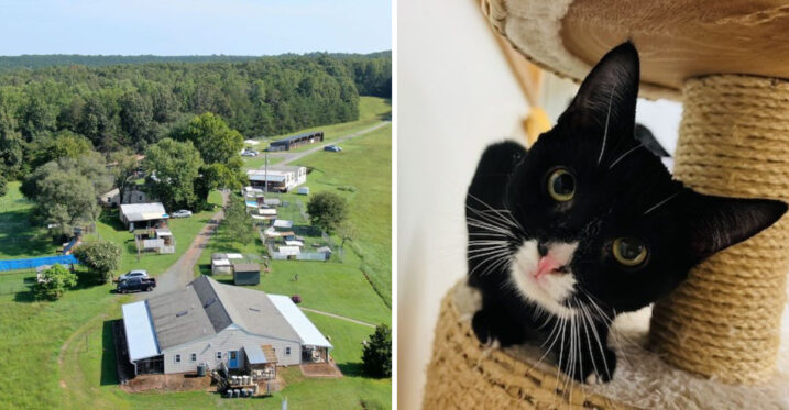 This 157-Acre Virginia Sanctuary Gives Unwanted Pets A Home For Life