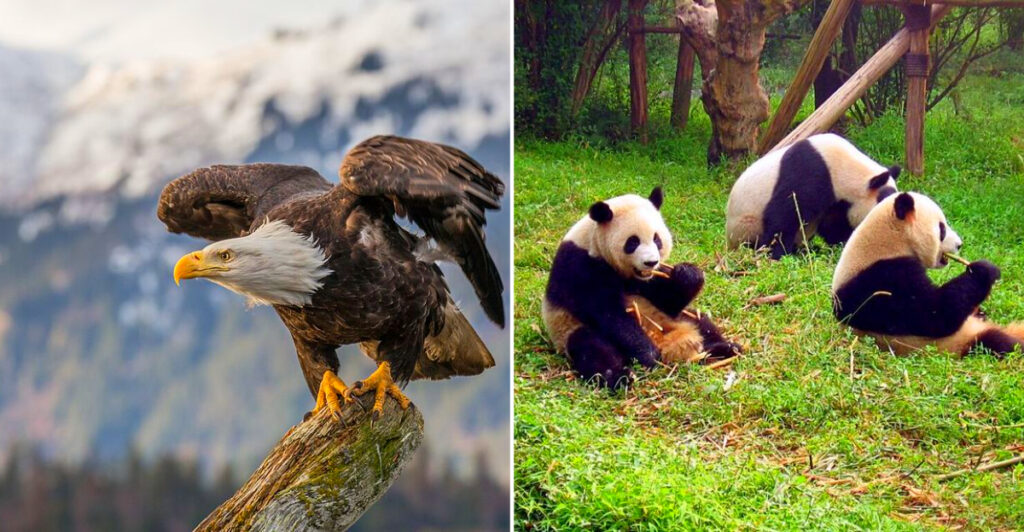 15 Animals That Quietly Made a Comeback From the Brink of Extinction