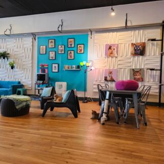 This North Carolina Rescue Cat Café Serves Snuggles With Every Cup Of Coffee
