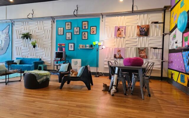 This North Carolina Rescue Cat Café Serves Snuggles With Every Cup Of Coffee