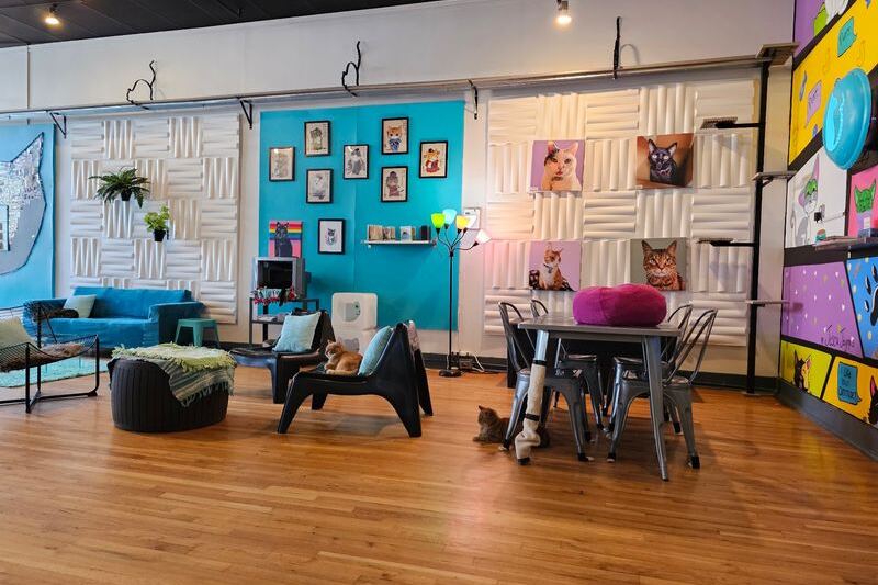 This North Carolina Rescue Cat Café Serves Snuggles With Every Cup Of Coffee