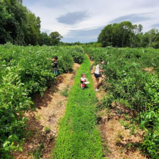 These 10 Massachusetts Farms Grow Berries That Taste Better Straight From the Field