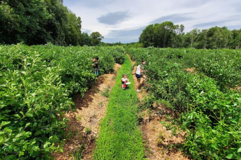 These 10 Massachusetts Farms Grow Berries That Taste Better Straight From the Field