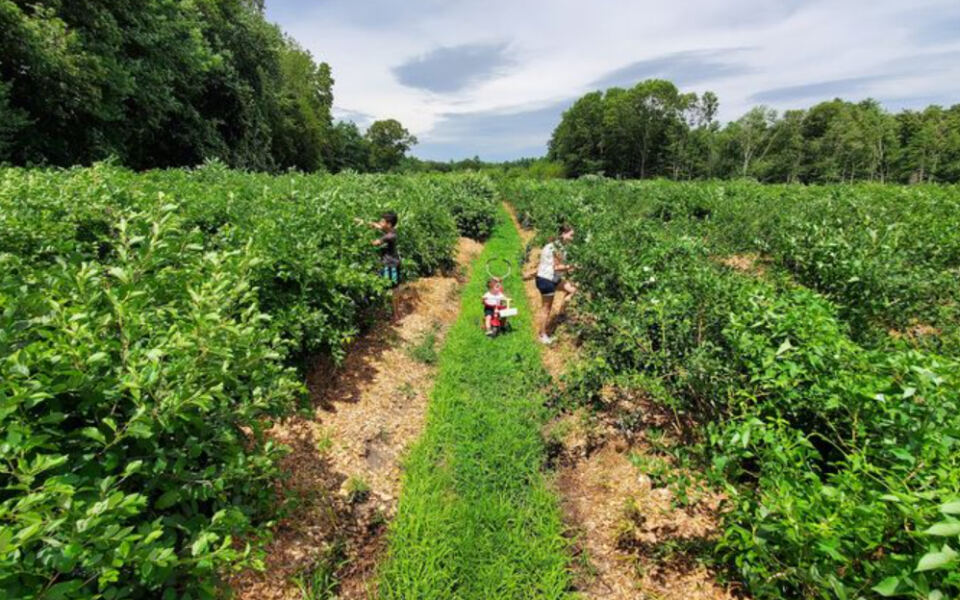 These 10 Massachusetts Farms Grow Berries That Taste Better Straight From the Field