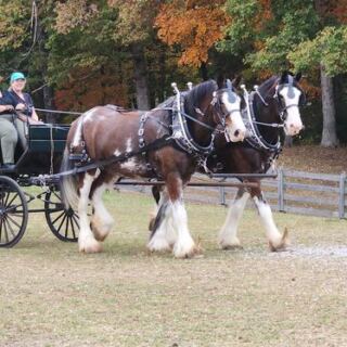 This Tennessee Farm Takes You On A Clydesdale-Drawn Carriage Ride Near Big South Fork