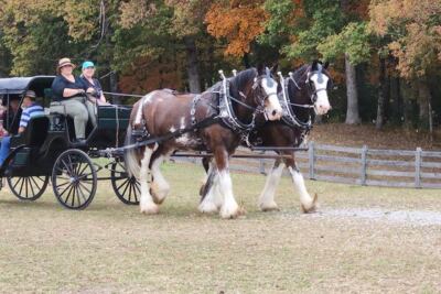 This Tennessee Farm Takes You On A Clydesdale-Drawn Carriage Ride Near Big South Fork