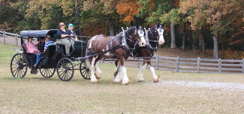 This Tennessee Farm Takes You On A Clydesdale-Drawn Carriage Ride Near Big South Fork