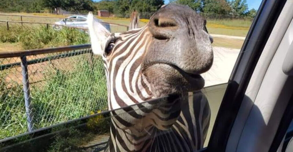 This Oklahoma Drive-Through Safari Lets a Zebra Stick Its Whole Head in Your Car Window