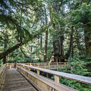 This Flat 1-Mile Oregon Boardwalk Winds Through Old-Growth Forest And Is One Of The State’s Most Relaxing Walks