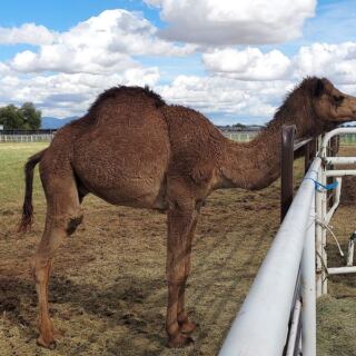 At This Family-Run Arizona Farm Store, Day-Trippers Come For Local Honey And Homemade Ice Cream — And Stay To Meet A Camel