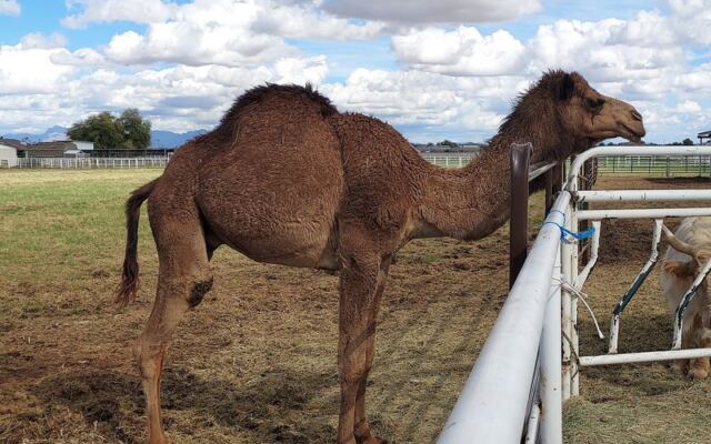 At This Family-Run Arizona Farm Store, Day-Trippers Come For Local Honey And Homemade Ice Cream — And Stay To Meet A Camel