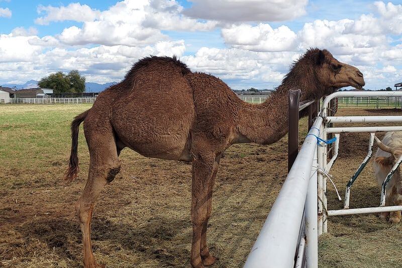 At This Family-Run Arizona Farm Store, Day-Trippers Come For Local Honey And Homemade Ice Cream — And Stay To Meet A Camel