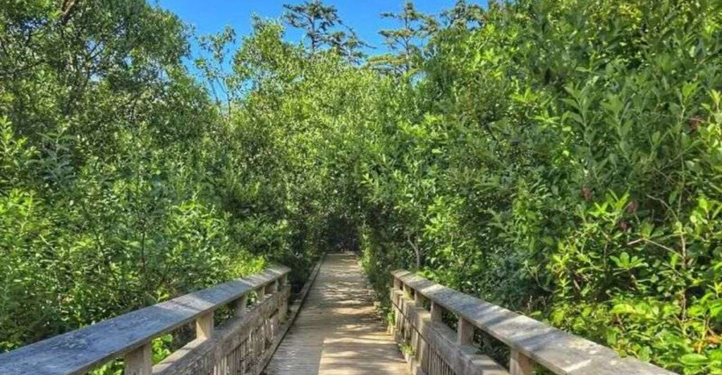 This Oregon Boardwalk Reveals a Forest You’d Never Guess Was Open to the Public