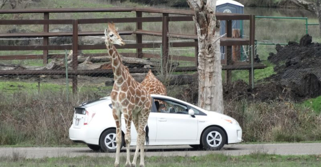This Oregon Wildlife Park Lets You Drive Among Lions, Rhinos, and Free-Roaming Animals