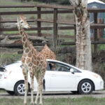 This Oregon Wildlife Park Lets You Drive Among Lions, Rhinos, and Free-Roaming Animals