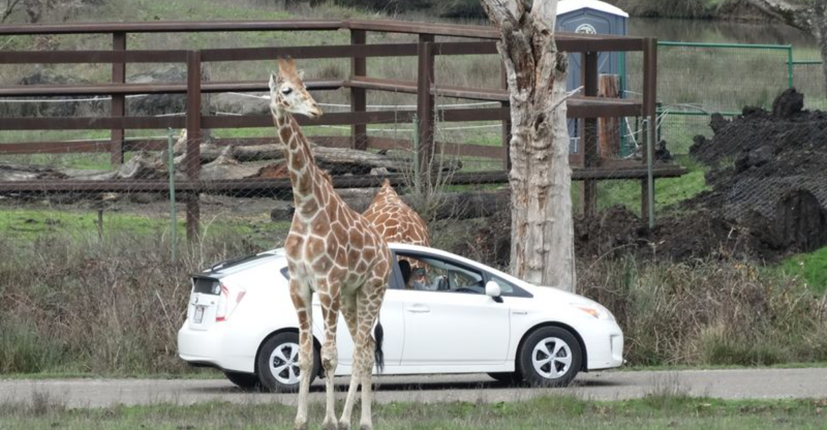 This Oregon Wildlife Park Lets You Drive Among Lions, Rhinos, and Free-Roaming Animals