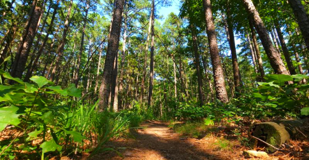 This Forested Missouri State Park Has Crystal-Clear Streams, Sandstone Cliffs, and Incredible Hiking