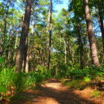 This Forested Missouri State Park Has Crystal-Clear Streams, Sandstone Cliffs, and Incredible Hiking