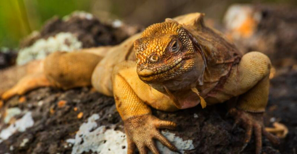 13 Islands Known for Rare Iguanas