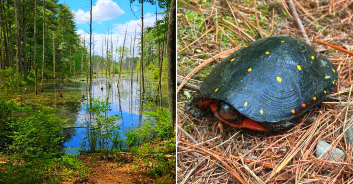 This Under-the-Radar New Hampshire Preserve Hides 20 Miles of Trails, Wetlands, and Wildlife