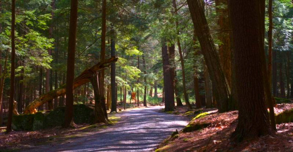 This Pennsylvania Forest Has Trees Older Than America – and Some Reach Nearly 180 Feet