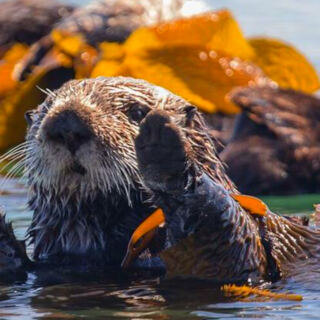 12 Animals That Changed Entire Ecosystems on Their Own