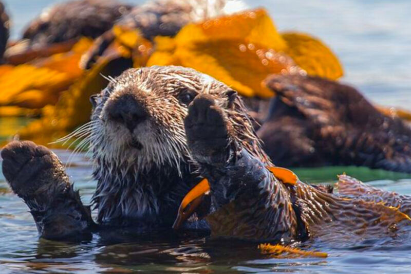 12 Animals That Changed Entire Ecosystems on Their Own